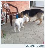две собаки