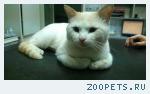 НАЙДЕН КОТ. ОКРАС РЕД ПОЙНТ