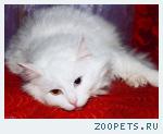 Белый котенок