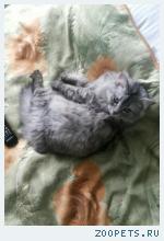 Пропала Кошка Боня 