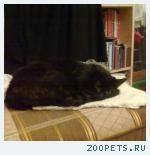 Большой черный кот