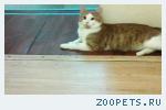 кот рыжик