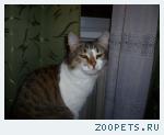 кошка