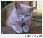 кот британец