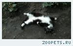 Кот черно белый