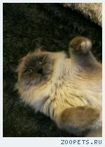 Кот Барсик