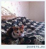 котенок