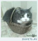 Пропал кот