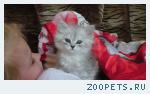 Котенок 4 мес.