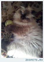 Кошка