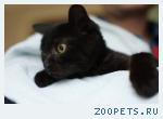 Котенок