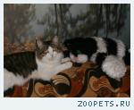 Кот Мурзик