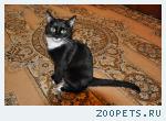 Пропал черный кот