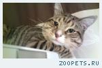 Потерялся кот!