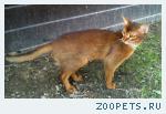 кот абиссинский