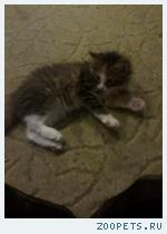 котёнок завут дыма