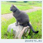 кот, бртанец короткошерстый
