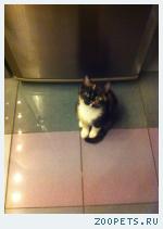 Кошка