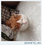 Найден бело-рыжий кот