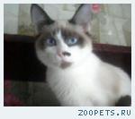 КОТ СИАМСКИЙ