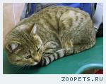 Найден кот