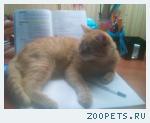 Кот Барсик