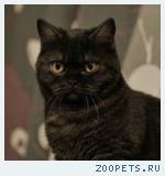 британская кошечка