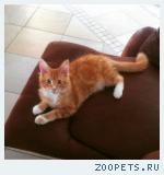 Рыжий котик