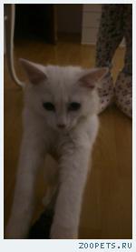 Белый котенок