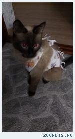 Кошка сиамская 