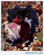 Домашняя кошка