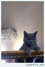 Кошечка