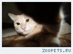 кот, рыжий 