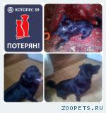 метис таксы, мальчик, 4 года, черный
