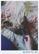 кот, мэйн кун