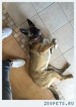Собака