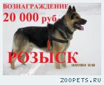 КОБЕЛЬ Восточно-европейской овчарки