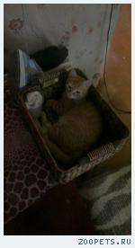 Рыжая кошка