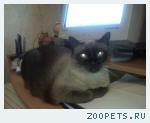 кошка