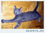 кот, русский голубой