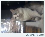 котенок