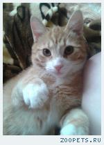 Кот,8 месяцев