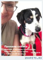 собака, 