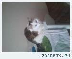 кошка