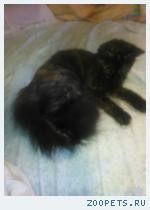 Кошка