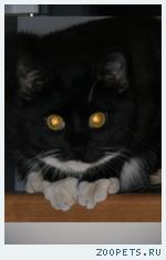 Кот, 