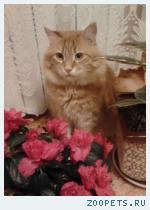Кот, Русская Сибирская кошка
