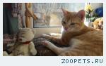 Молодой кот