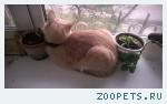 Кот, обычный домашний кот