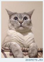 Кот Феликс
